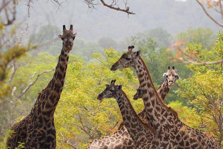 3 Day Maasai Mara Air Package with Limited Slots