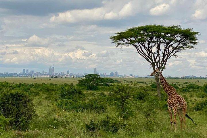 Nairobi National Park & Giraffe Centre