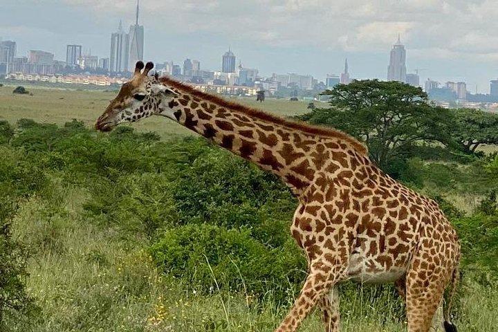 Nairobi National Park & Giraffe Centre