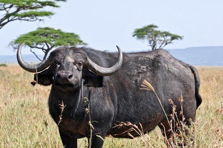 Arusha Natinional Park