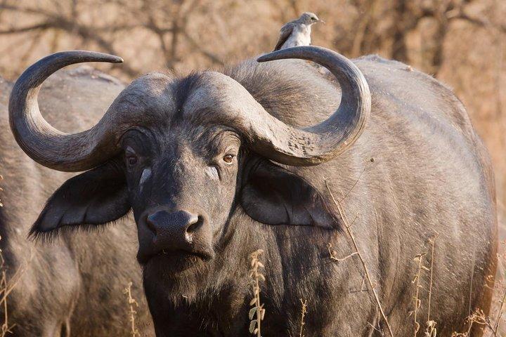 4 Days Budget Tanzania Action Safari
