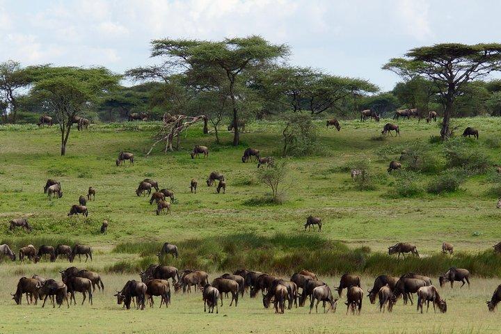 3 Day Maasai Mara Air Package with Limited Slots