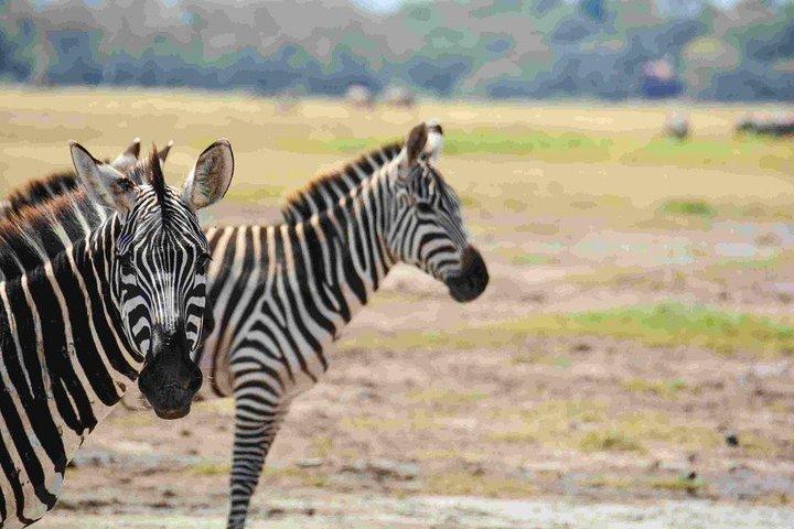 Nairobi National Park Safari