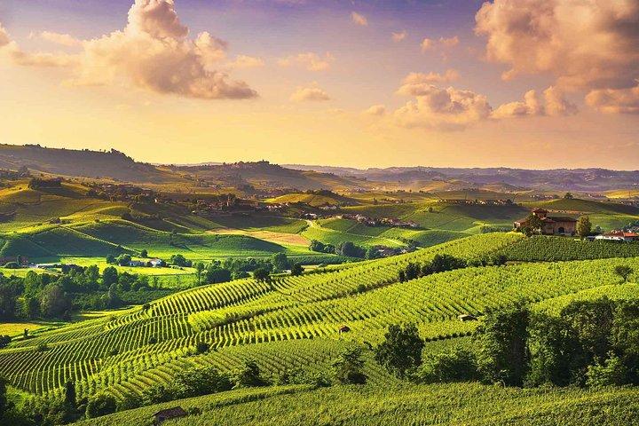 Langhe Wine & Food Tour from Turin: Barolo and More