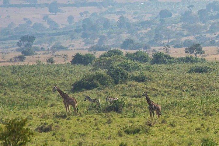 Full-Day Tour of Akagera National park From Kigali, Day Trip with Guide