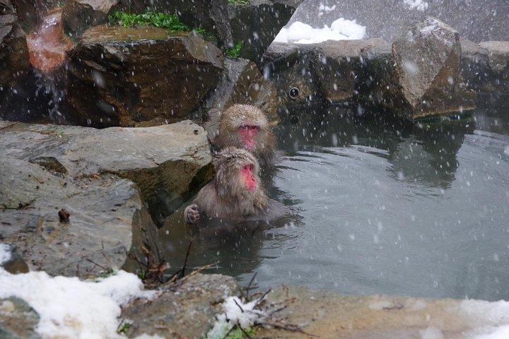 Nagano Winter Special Tour "Snow Monkey and Snowshoe Hiking"!!