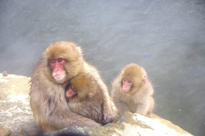 Nagano Winter Special Tour "Snow Monkey and Snowshoe Hiking"!!
