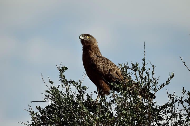 Amboseli Day Excursion