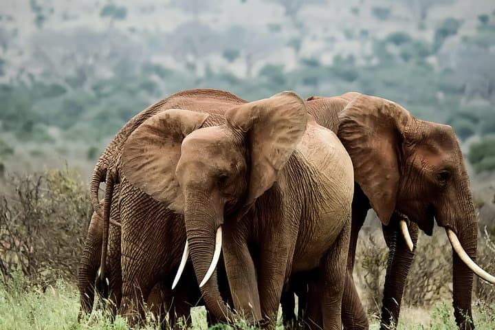 Amboseli Day Excursion