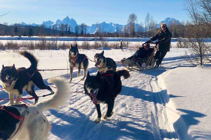 Jackson Hole Dog Sledding Adventure