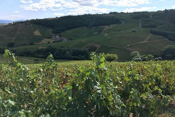 Beaujolais Crus wine tour from Lyon Full day