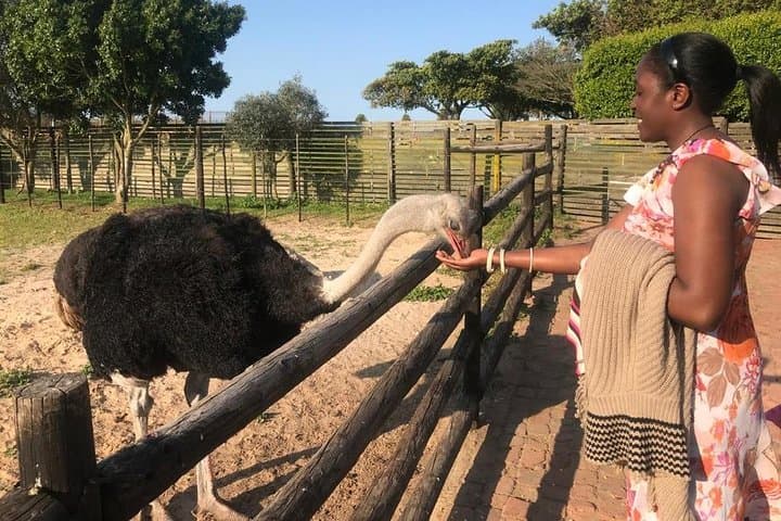 Cape of Good Hope & Penguins Full Day Tour From (The Mother City) Cape Town.