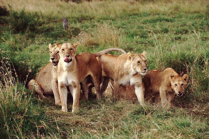 Nairobi National Park Half-Day Morning Game Drive