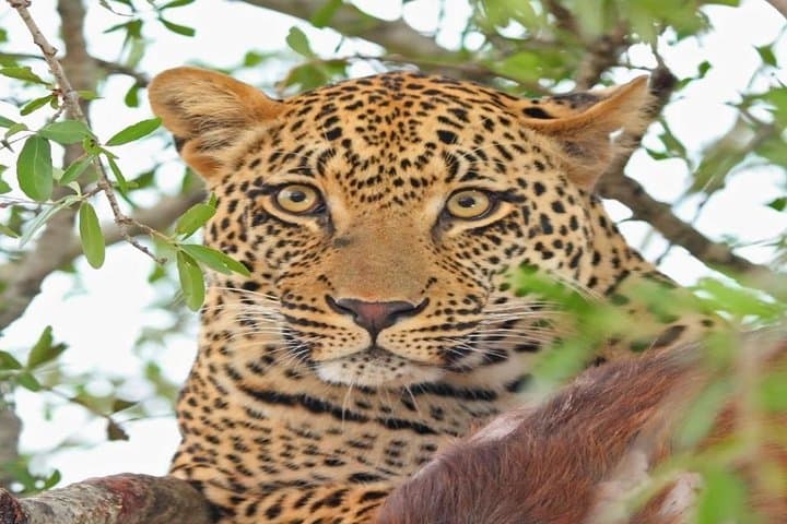 3-Day Masai Mara Private Luxury Safari