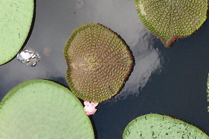 Amazon Jungle Experience with Overnight