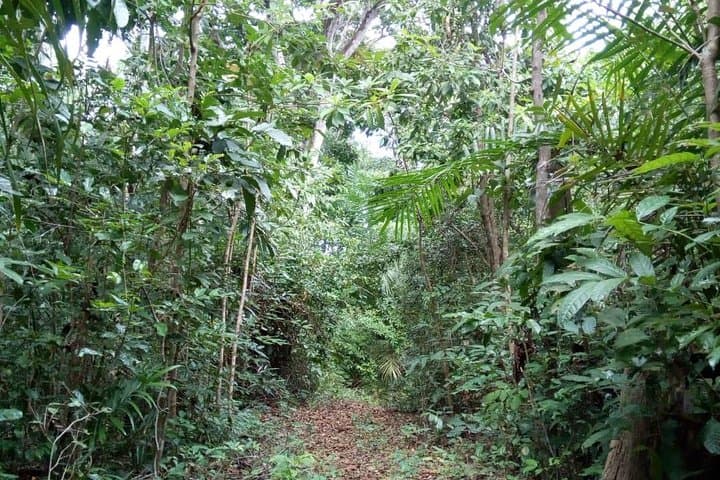 Jozani Forest Tour