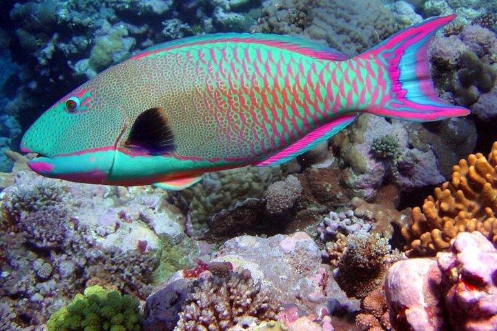 Snorkeling in Puerto Morelos