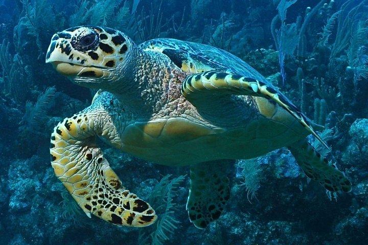 Snorkeling in Puerto Morelos