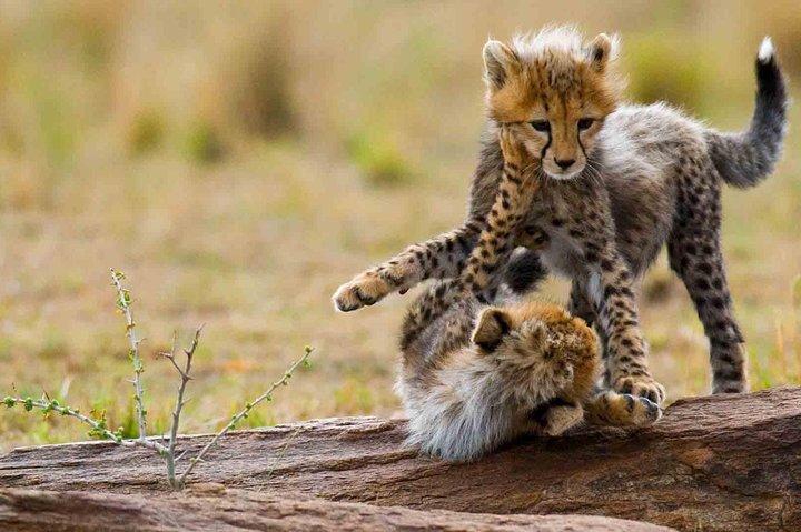 3 Days-Tarangire, Ngorongoro & Lake Manyara: Camping Joint Safari.