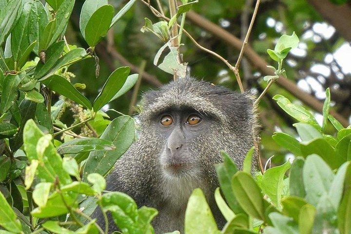 Best Ngorongoro crater Tanzania Safari 1- Day tour Experience