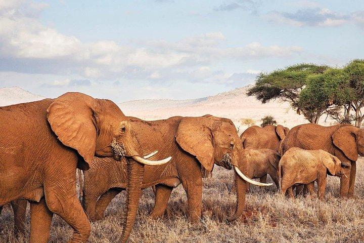 3 Days-Tarangire, Ngorongoro & Lake Manyara: Camping Joint Safari.