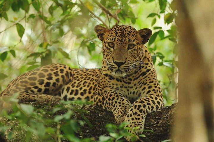 Wilpattu National Park Private Full Day Tour From Colombo