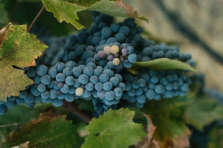 Best of Cape Town Wines - Cape Winelands Tour