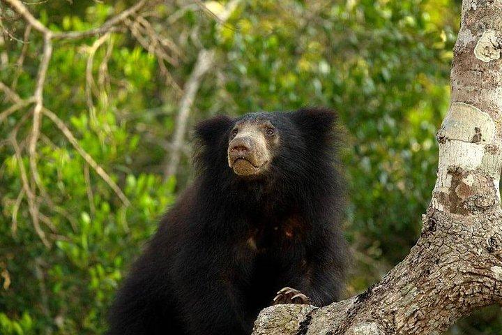 Wilpattu National Park Private Full Day Tour From Colombo