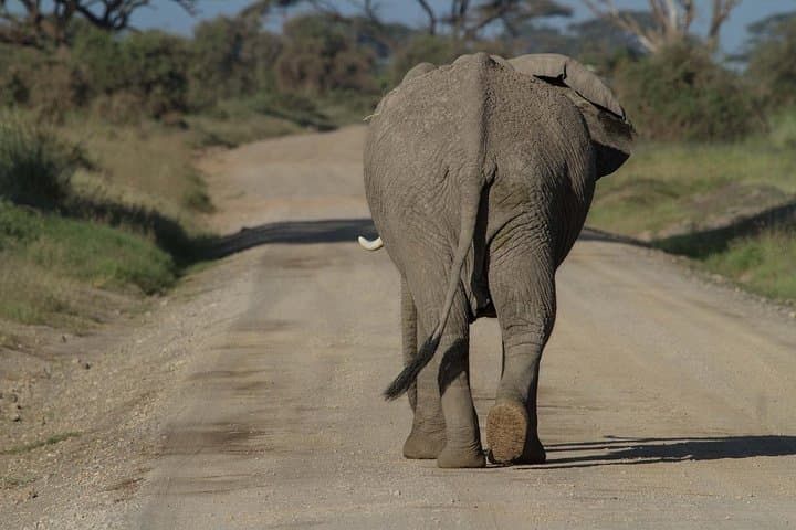Classic Amboseli Day Trip