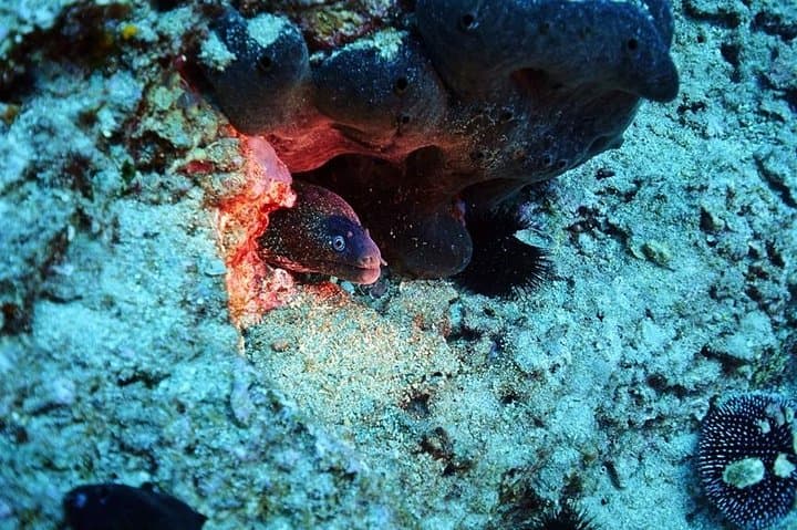 Discover Scuba Diving Private Fun Activity in Athens