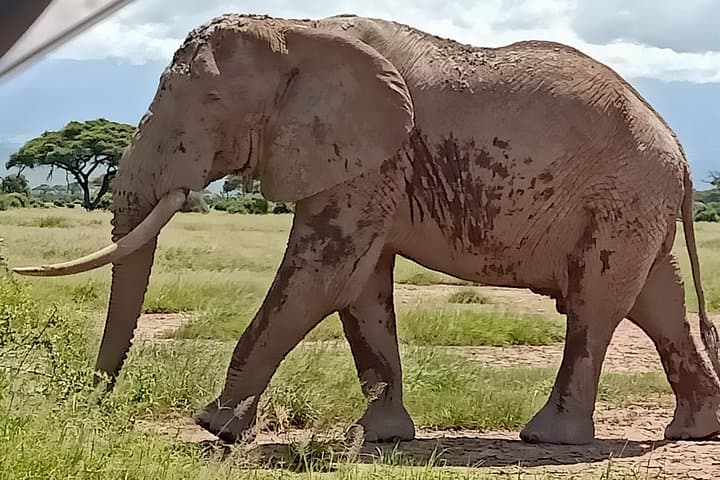 5 Days Olpejeta Conservancy & Solio Rhino sanctuary