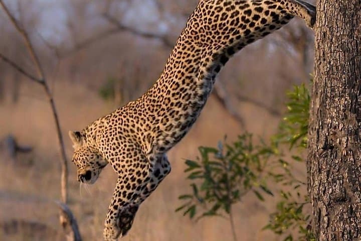 2-Day Kenya Safari - Amboseli National Park Adventure