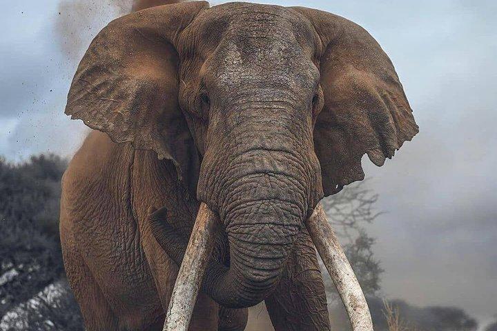 3-Day Kenya Safari Tour: Explore Amboseli National Park on Budget