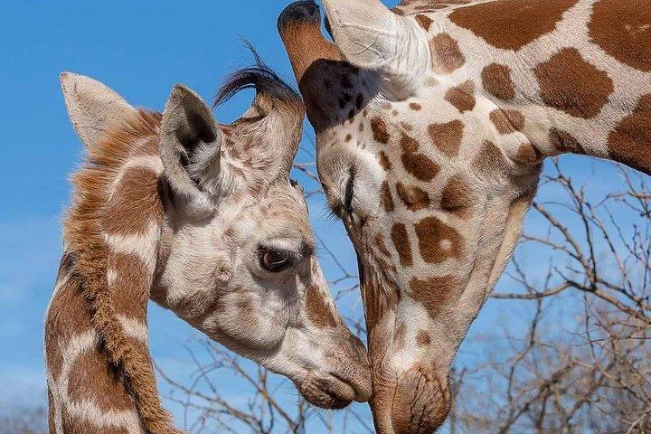 3-Day Kenya Safari Tour: Explore Amboseli National Park on Budget