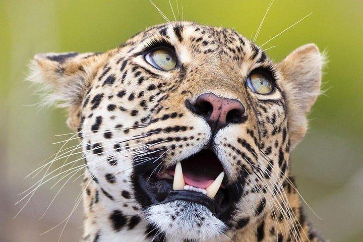 3-Day Kenya Safari Tour: Explore Amboseli National Park on Budget