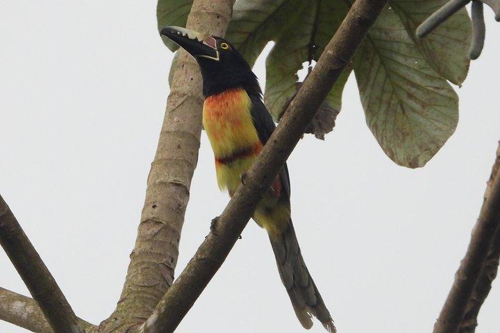 Birds of the Mayan World 2 / Route of the cenotes