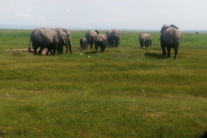6 Days maasai mara - Lake Nakuru -Amboseli Group safari