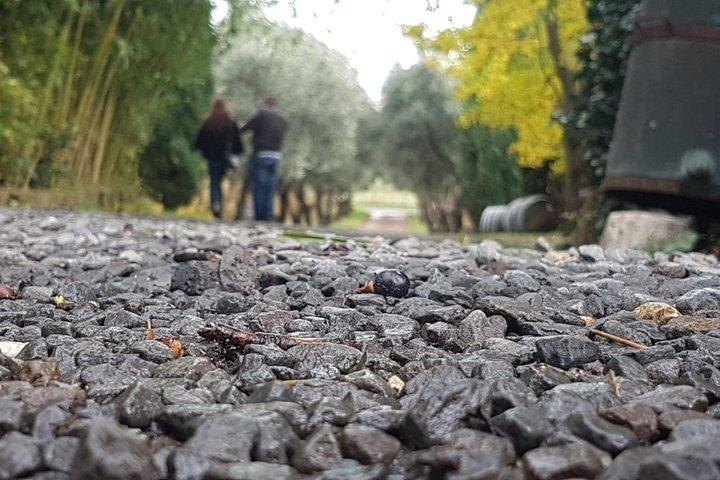 Pasta Perfected: Culinary Adventure and Wine - Rome Countryside