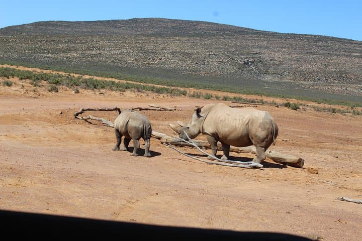 Private Transfer to Safari Big 5 at Aquila from Cape Town Excluding Entry Fees