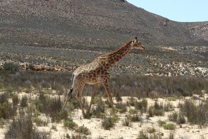 Private Transfer to Safari Big 5 at Aquila from Cape Town Excluding Entry Fees