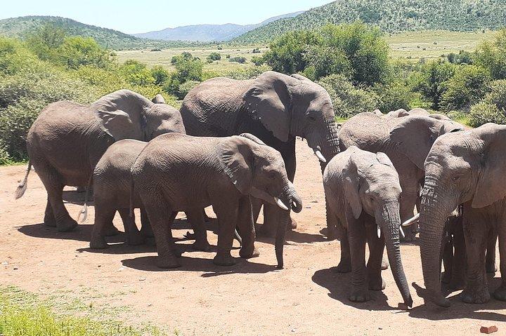 Pilanesberg national park full-day guided tour