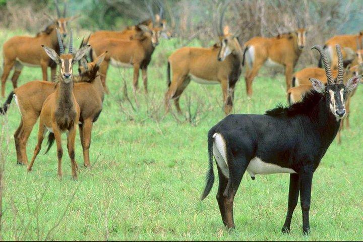 Shimba Hills National Reserve Day Tour from Mombasa/Diani Beach & surroundings