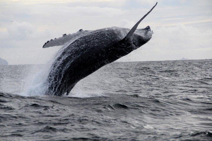 Dolphin and Whale Watching Tour from Dingle