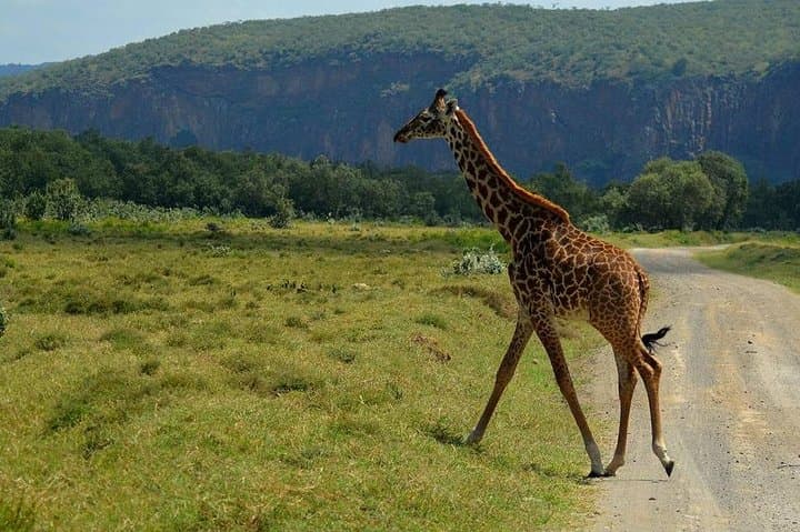 12 Days Kenya & Tanzania Private Safari (with chinese guide)