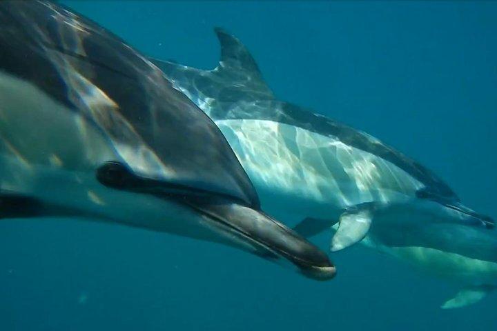Lisbon: Dolphin Watching with a Marine Biologist - Ocean Safari