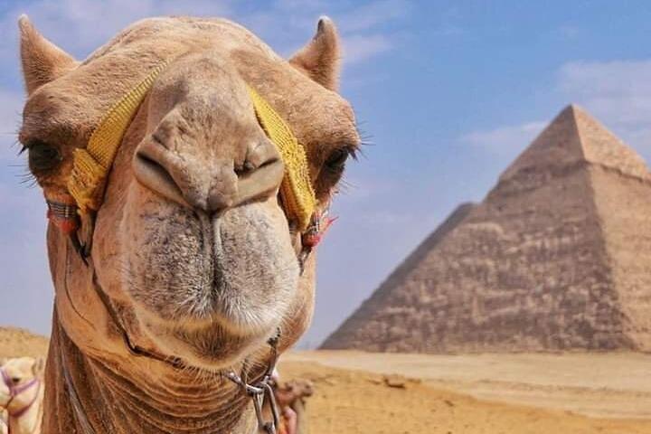 Explore the Pyramids of Giza on a Camel or a Horse