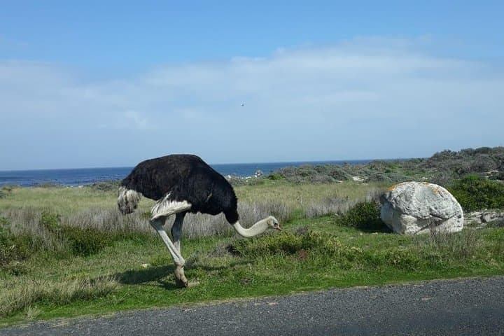 Cape of Good Hope and Penguins - Small Group - Full day