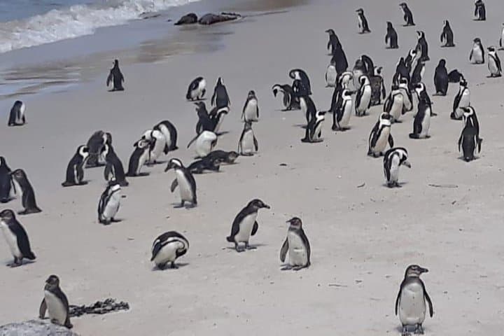 Cape of Good Hope and Penguins - Small Group - Full day