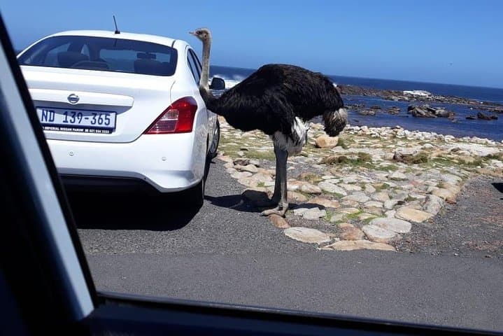 Cape of Good Hope and Penguins - Small Group - Full day