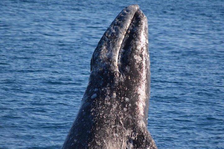 Los Angeles Whale and Dolphin Watching Cruise from West Harbor